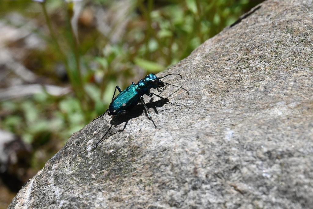 2025-04306845 Broad Meadow Brook, MA.JPG - Six-spotted Tiger Beetle. Broad Meadow Brook Wildlife Sanctuary, MA, 4-30-2025